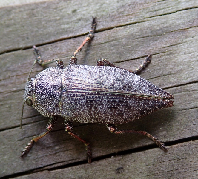 Buprestidae: Dicerca aenea